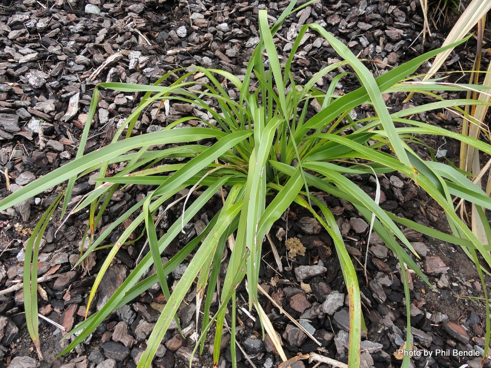 Phormium cookianum Phormium cookianum