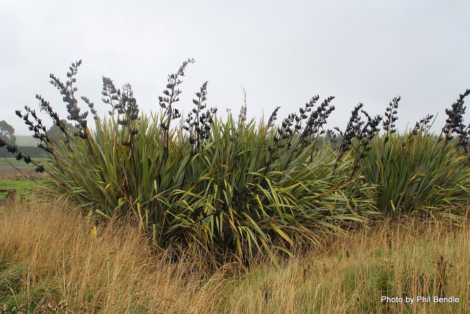 Phormium tenax Phormium tenax