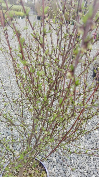 Plagianthus divaricatus Plagianthus divaricatus