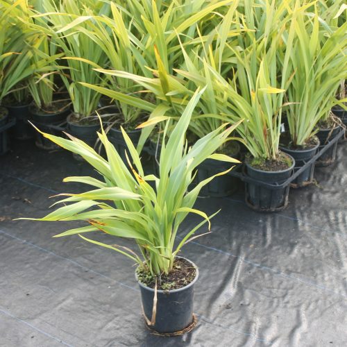 Phormium Emerald gem