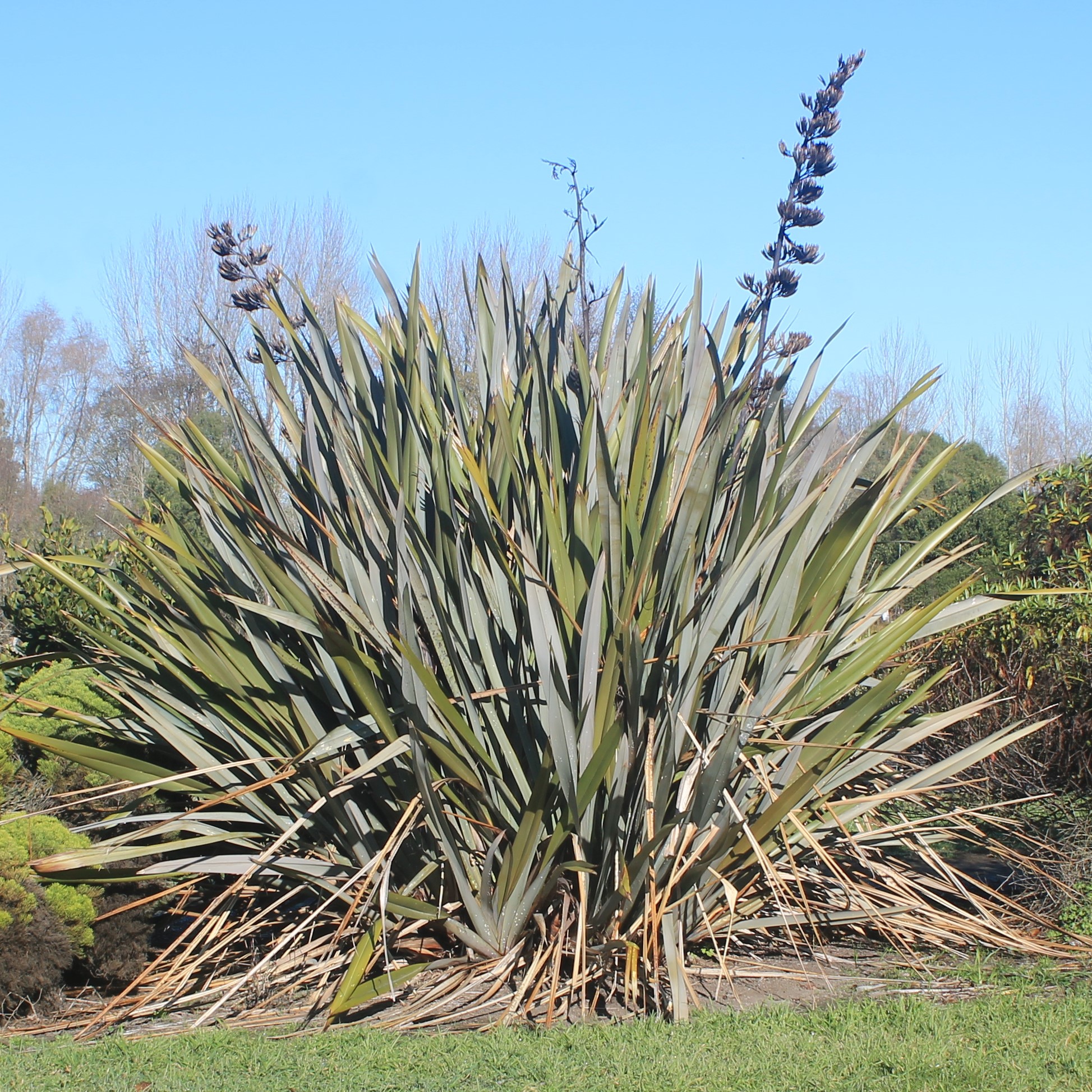 Phormium tenax Phormium tenax