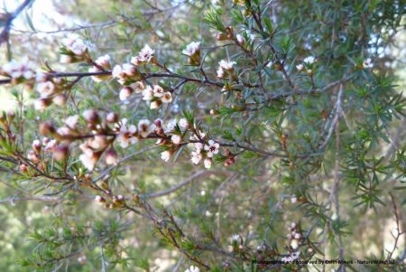 Kunzea serotina