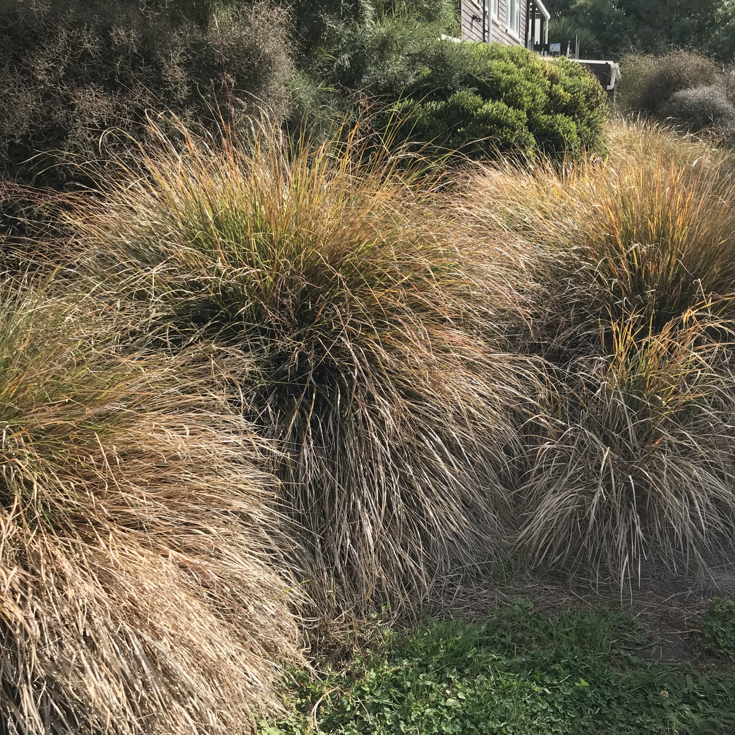 anemanthele lessoniana rainbow wind grass/ anemanthele lessoniana