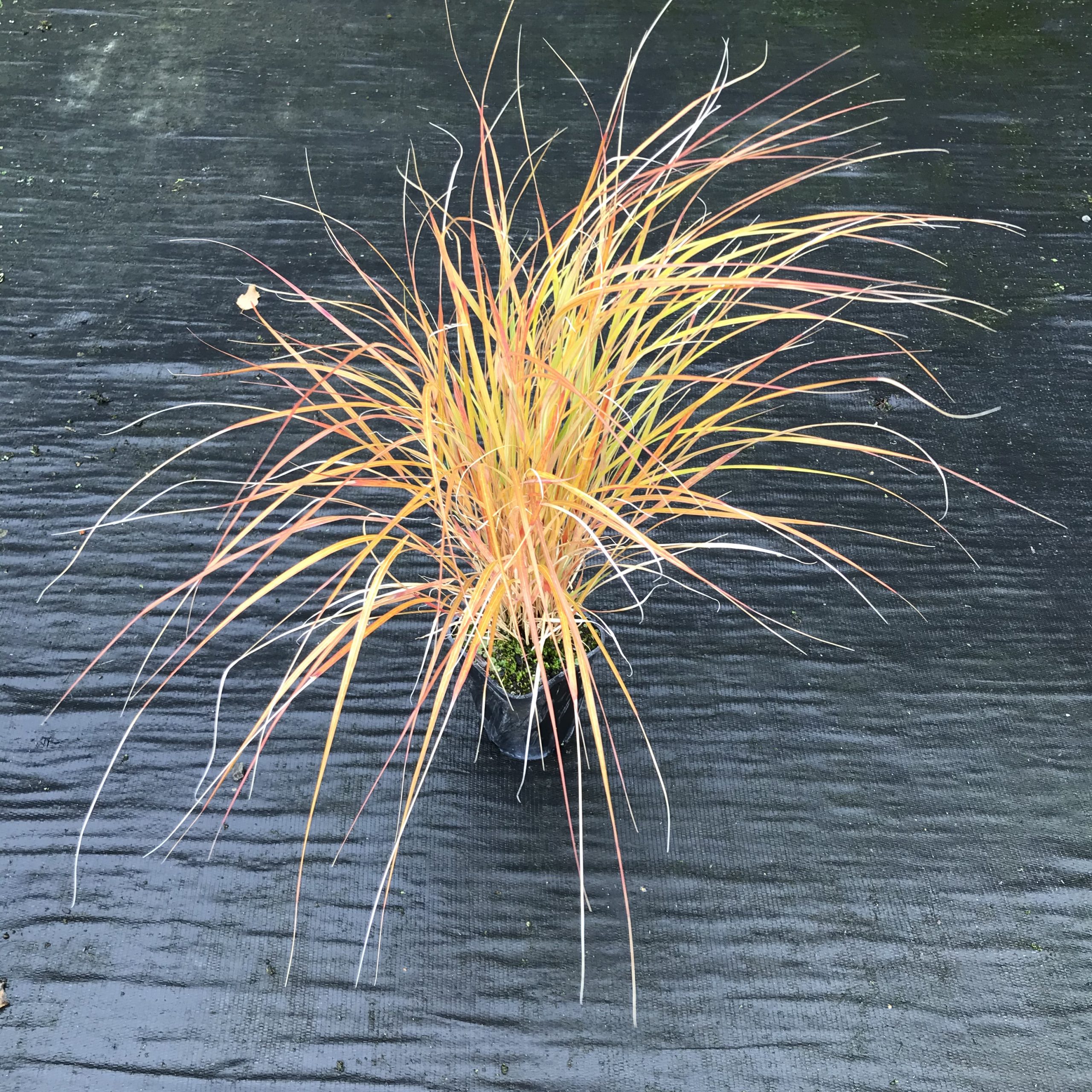 anemanthelelessoniana RX90 anemanthele lessoniana