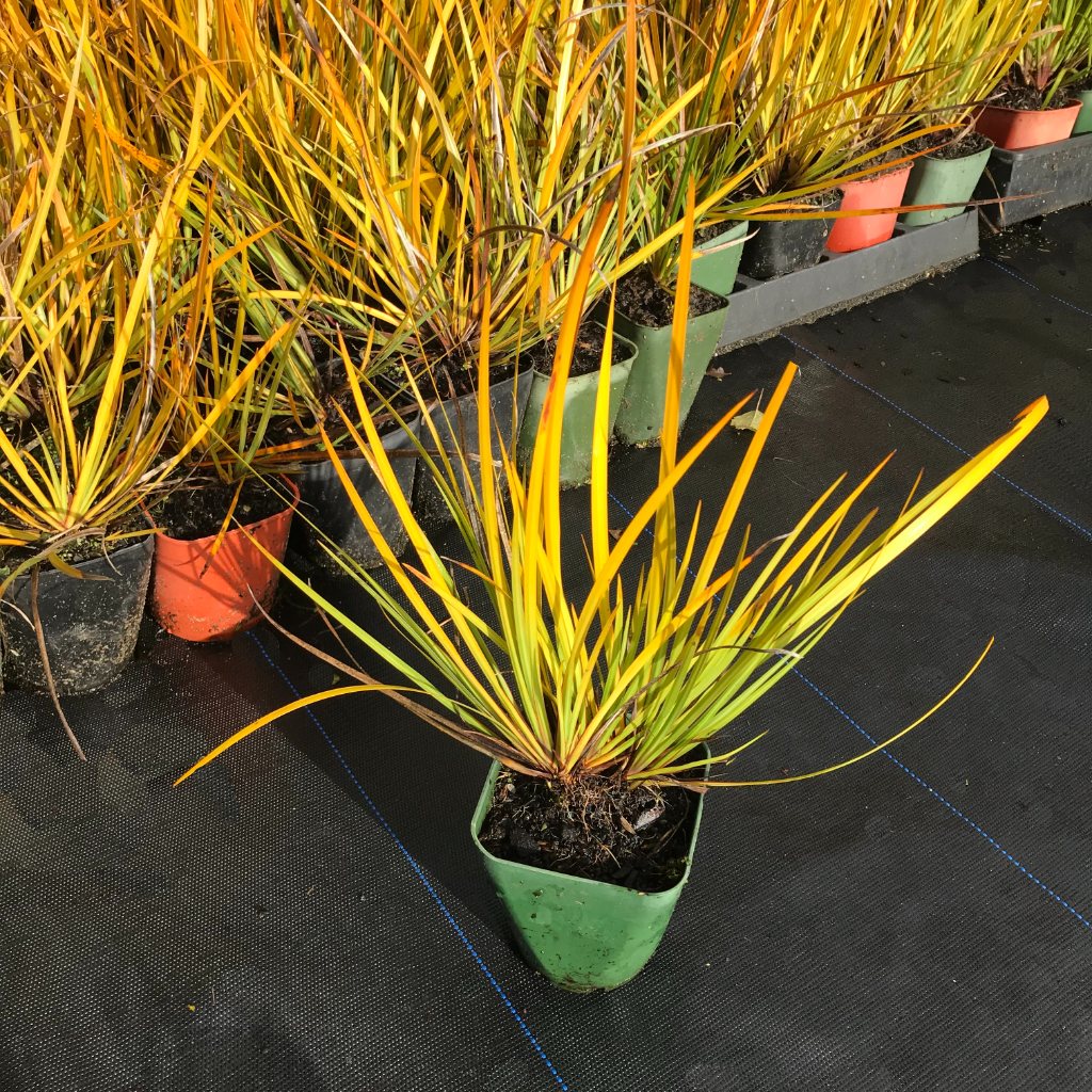libixi1L Libertia ixioides 1L
