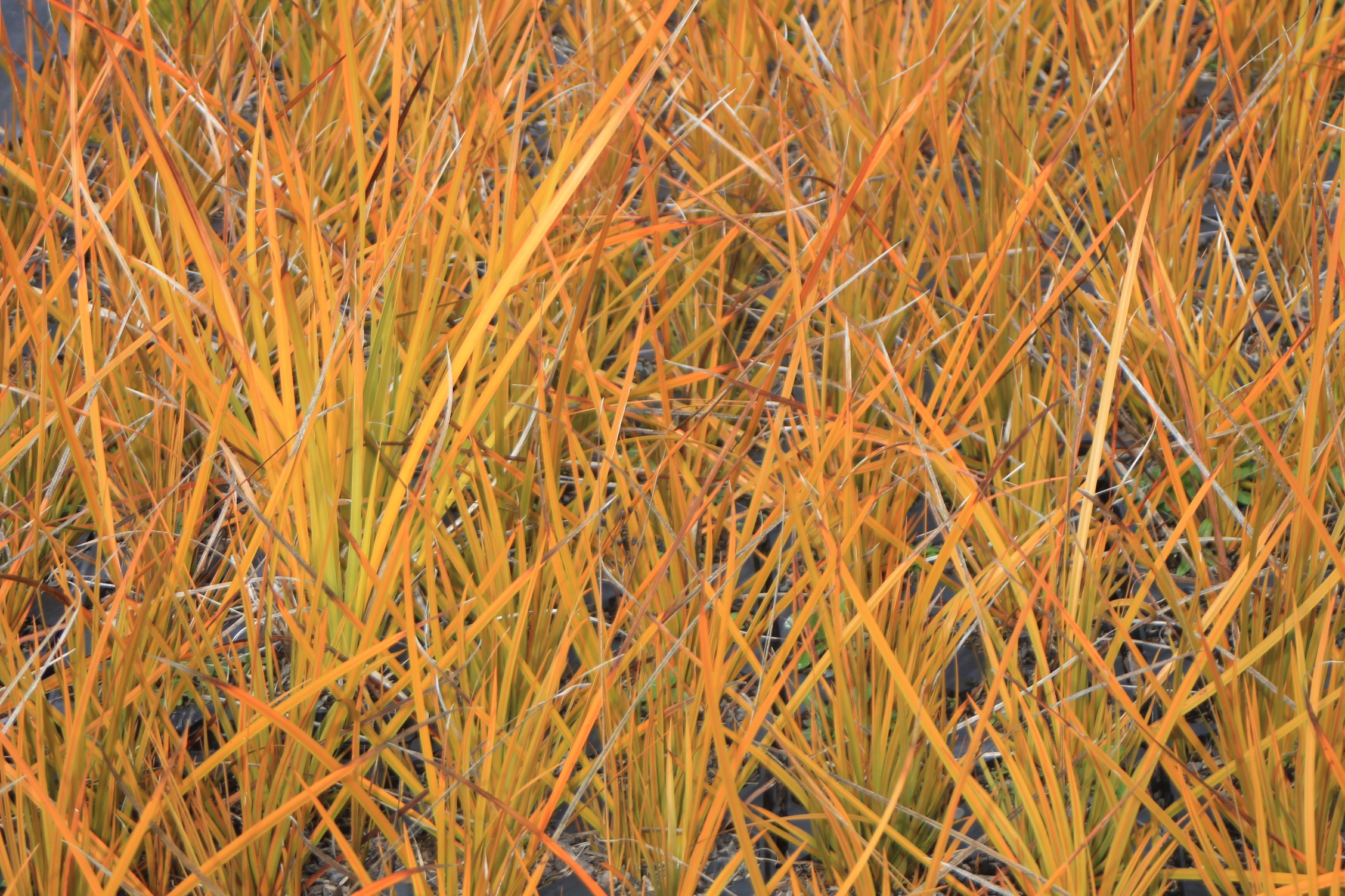 Libertia ixioides Libertia ixioides