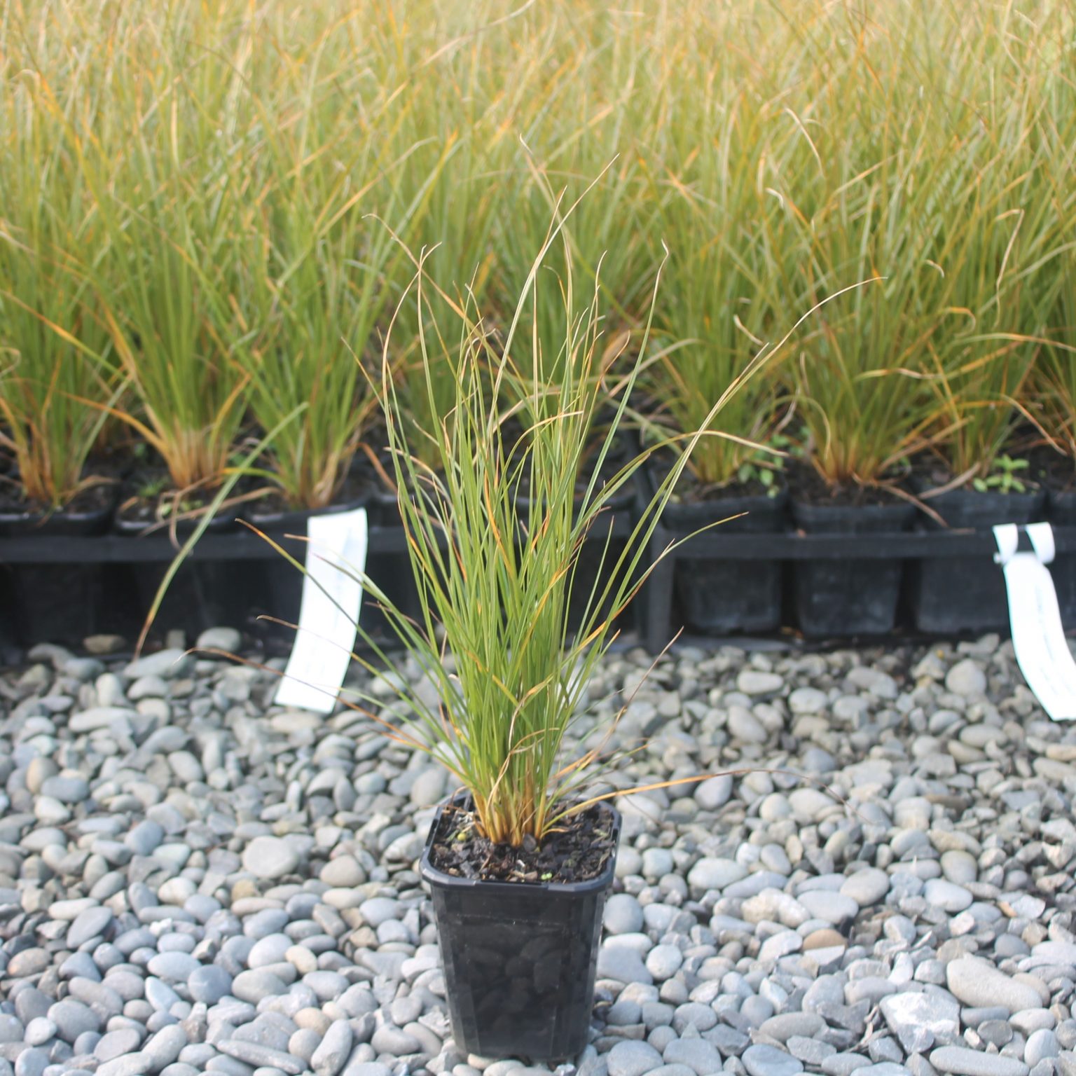 Secta Plant Carex secta | Pukio at Wai-ora eco-source nursery