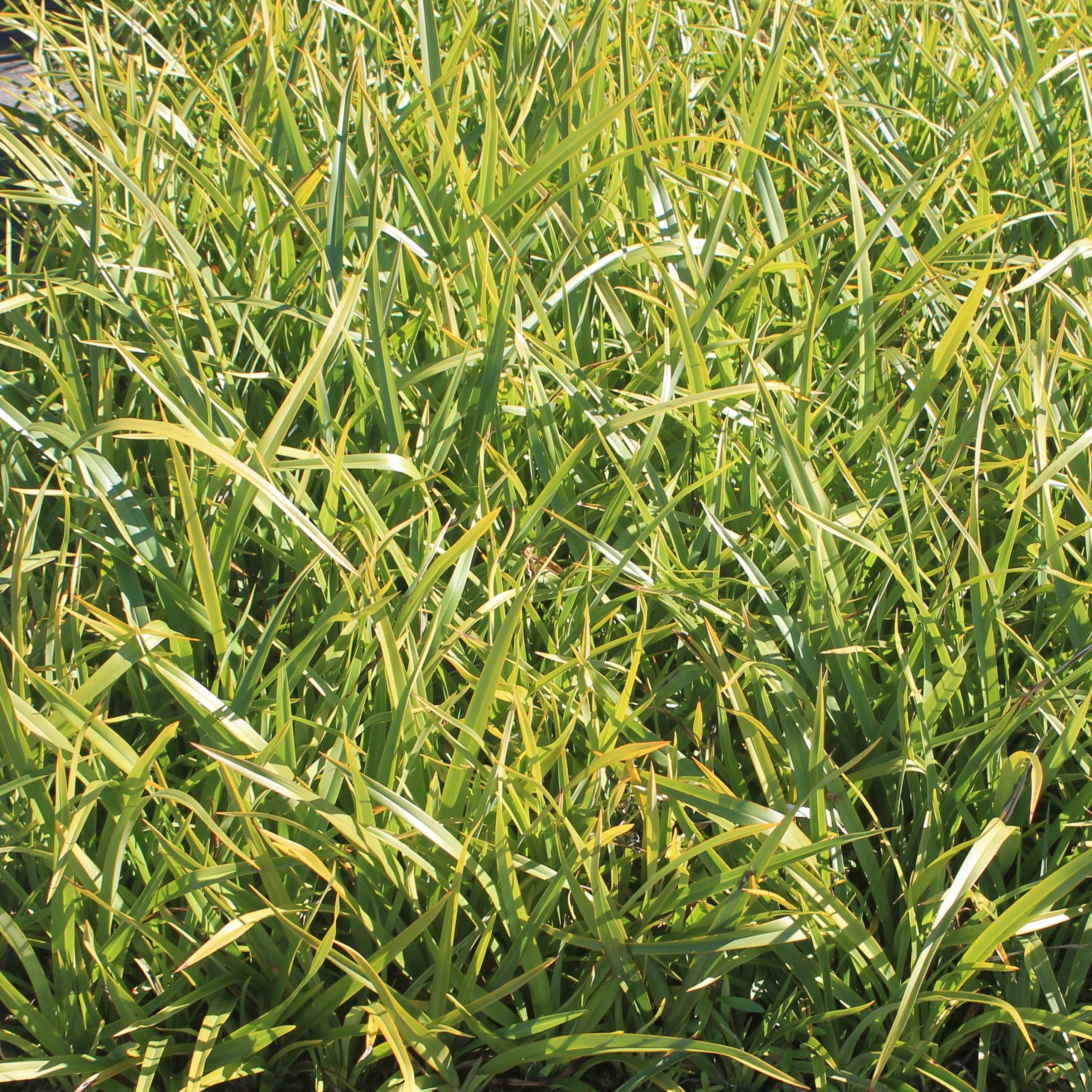 Phormium cookianum Phormium cookianum