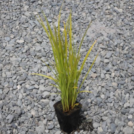 Carex maorica stock