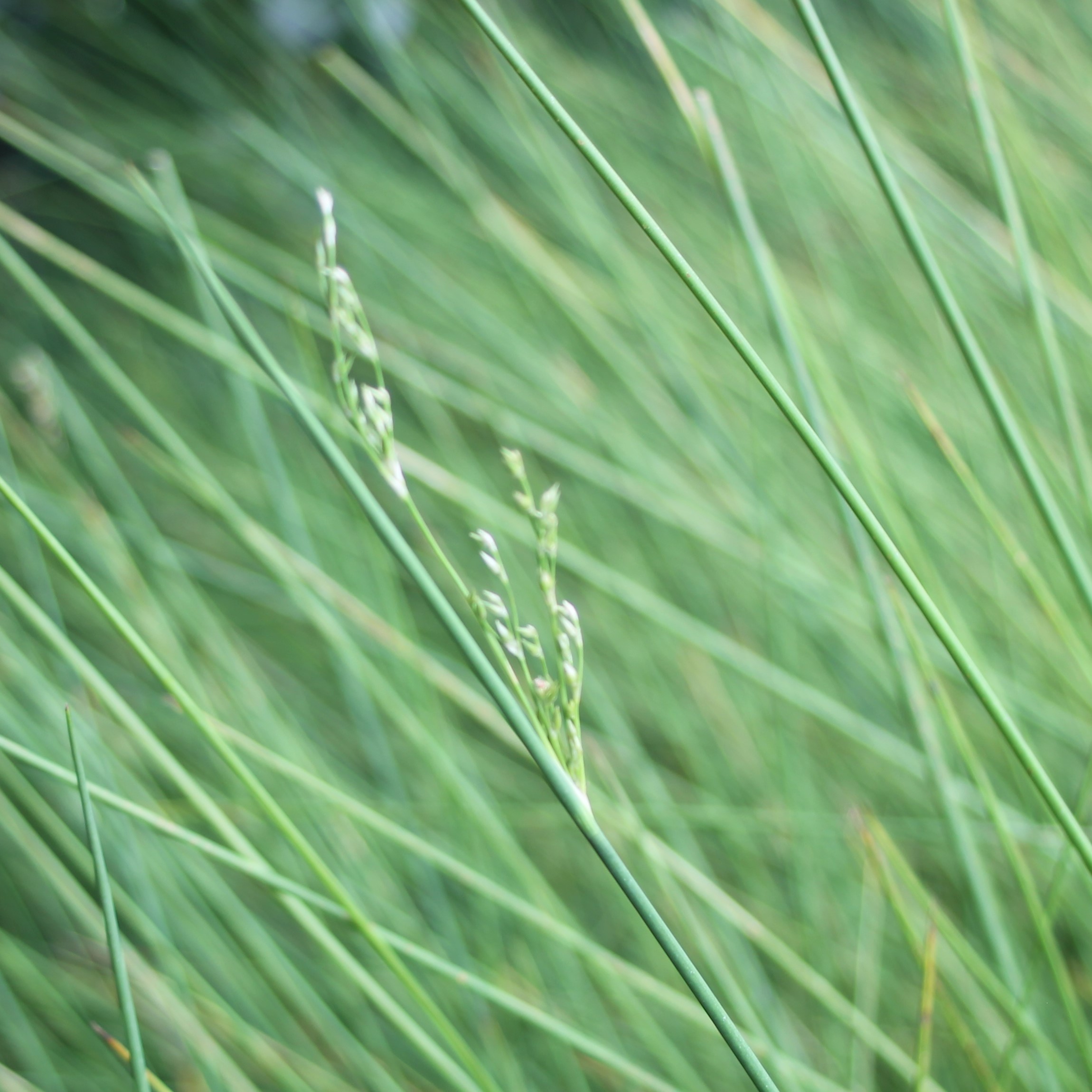 Juncus pallidus flower Juncus pallidus