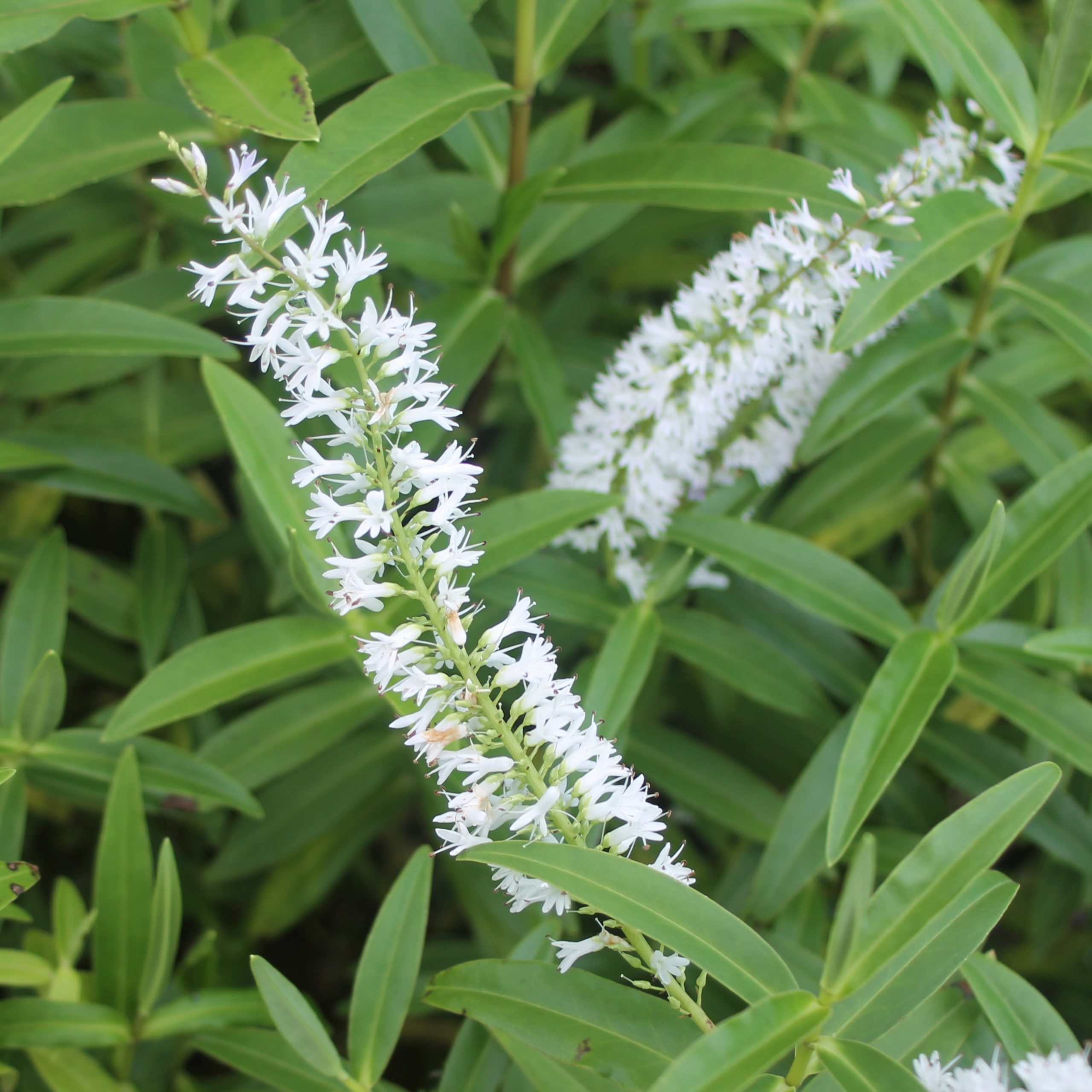 Veronica salicifolia Flower Veronica salicifolia