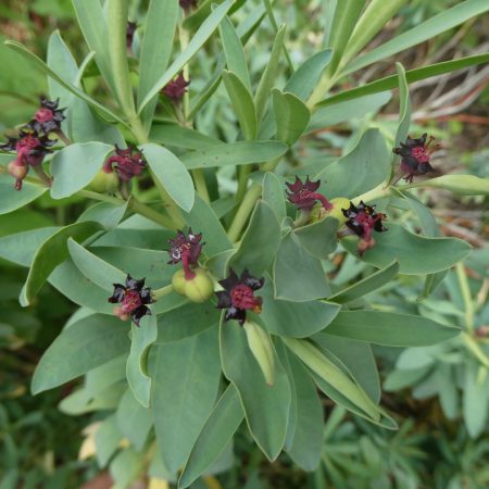 Euphorbia glauca