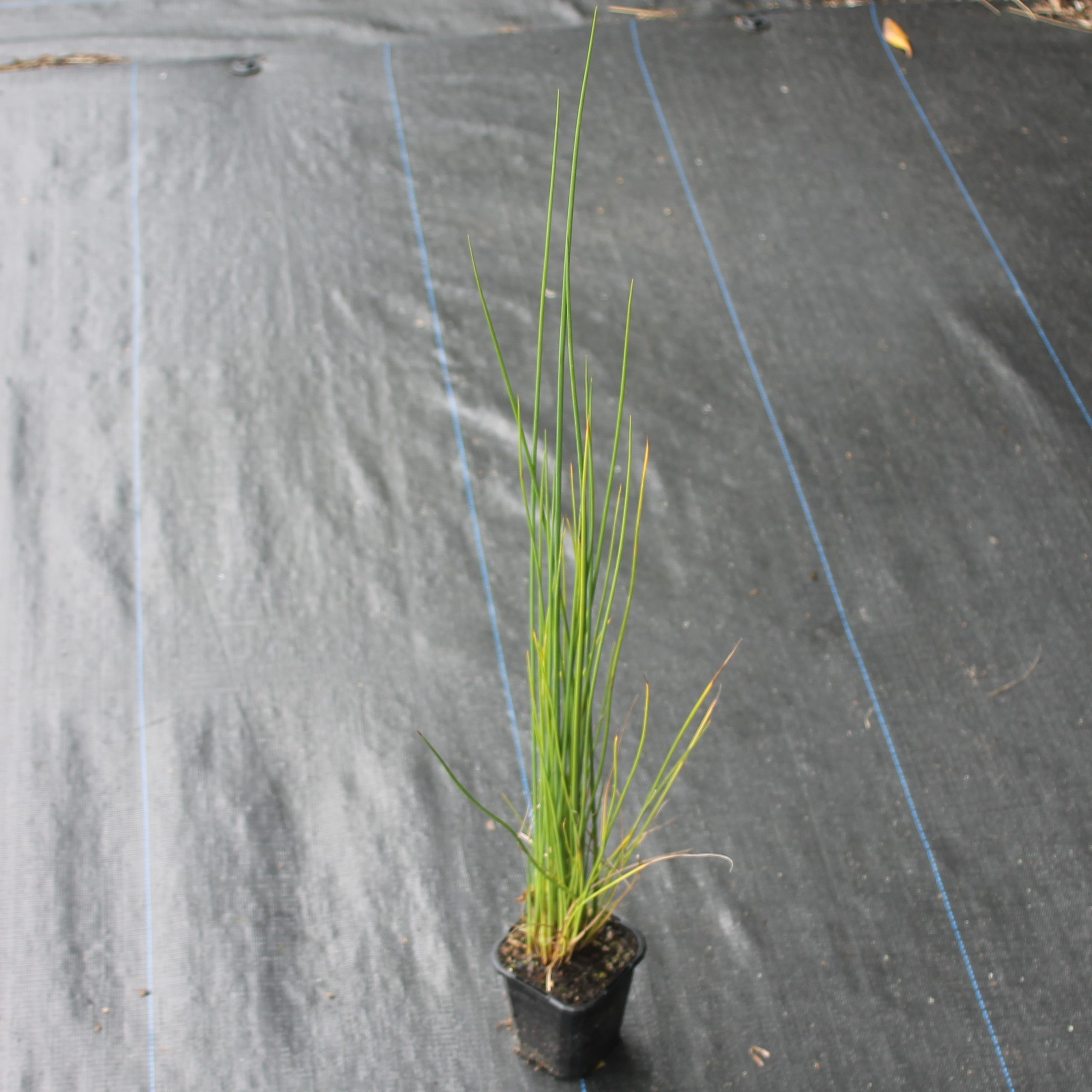 Juncus pallidus RX90 Juncus pallidus RX90