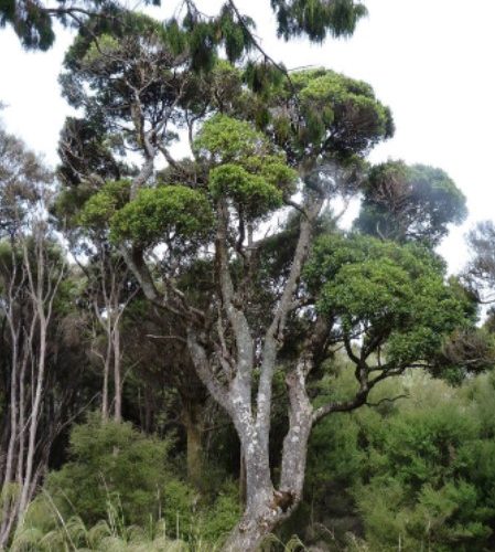 Elaeocarpus hookerianus