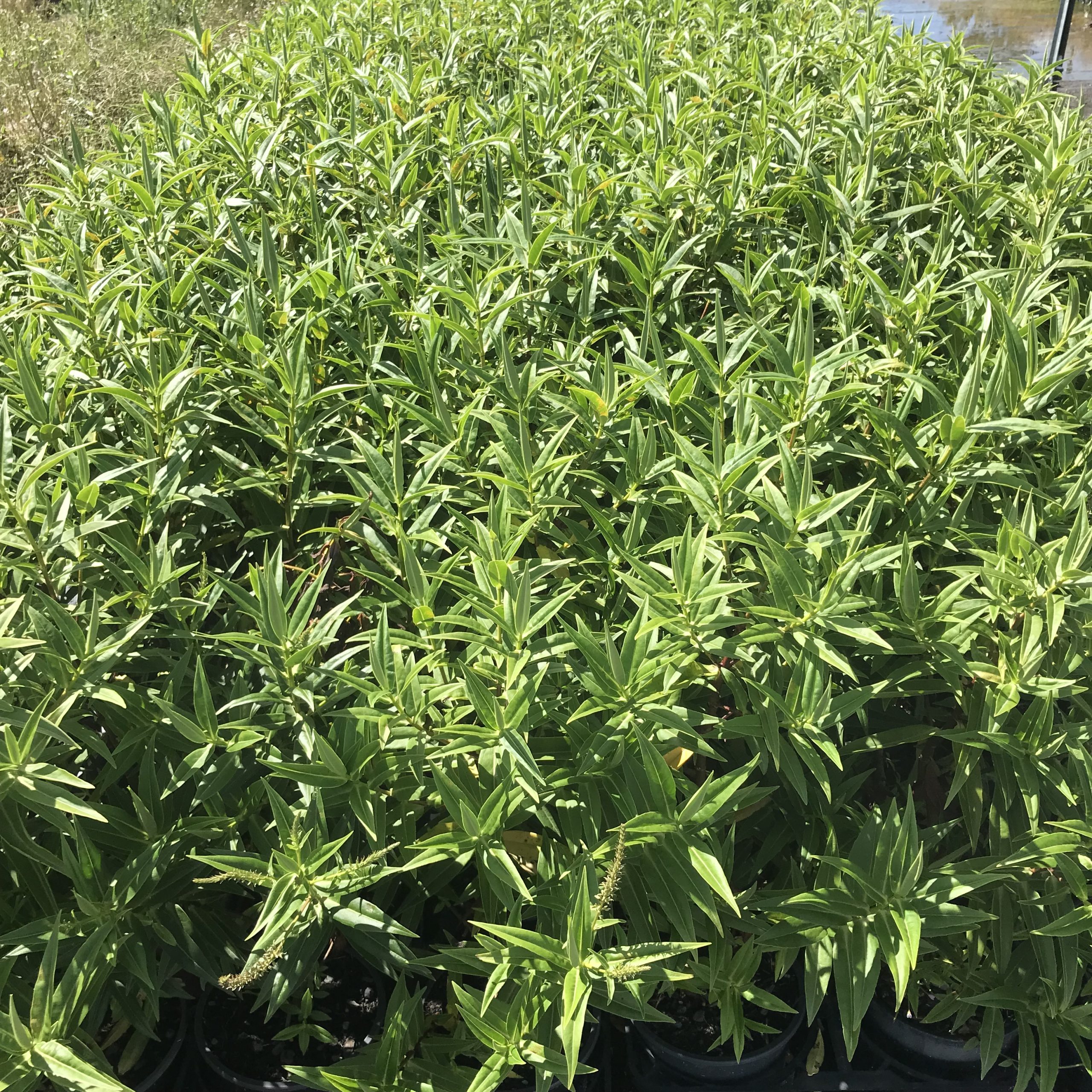 Veronica salicifola Veronica salicifola