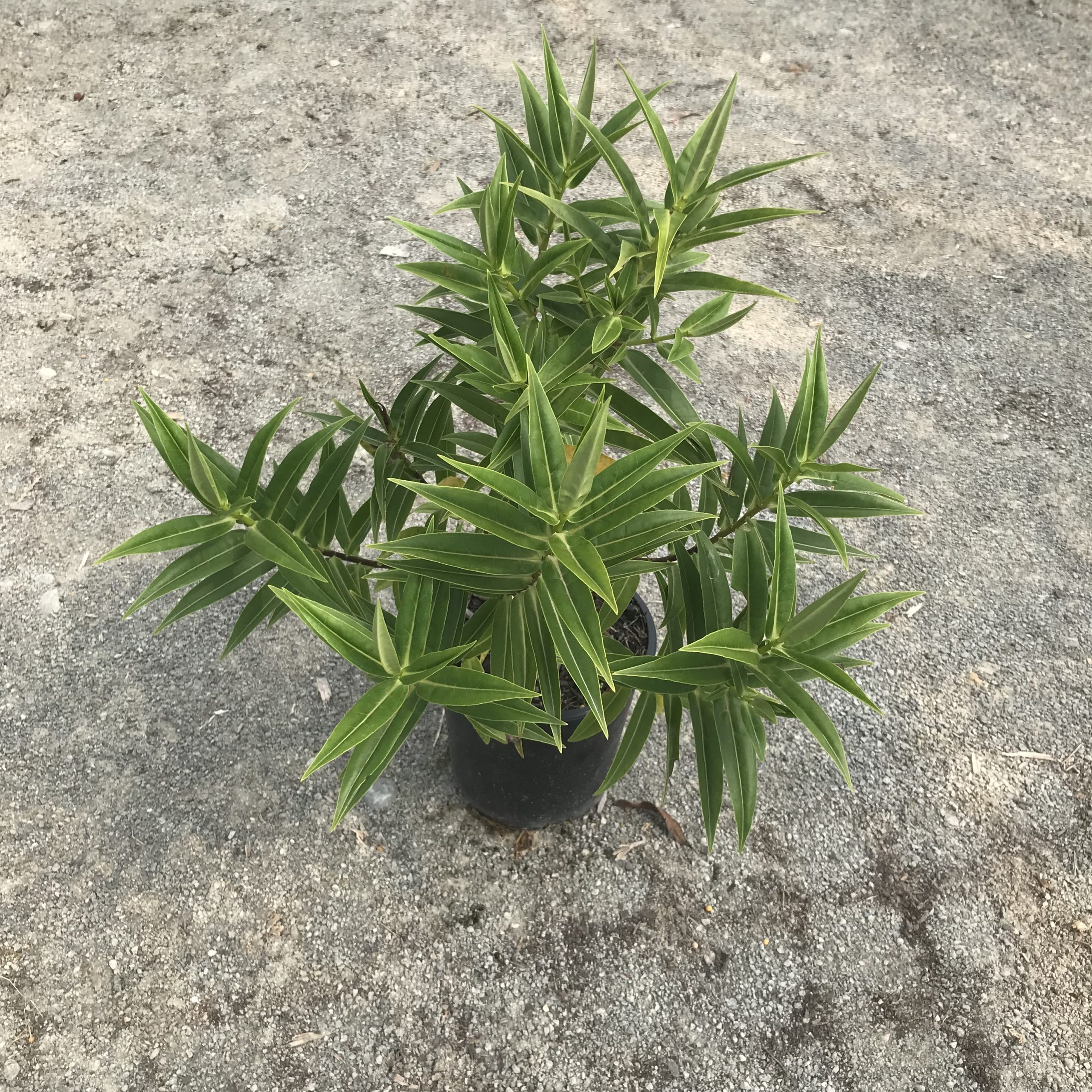 Veronica salicifola Veronica salicifola