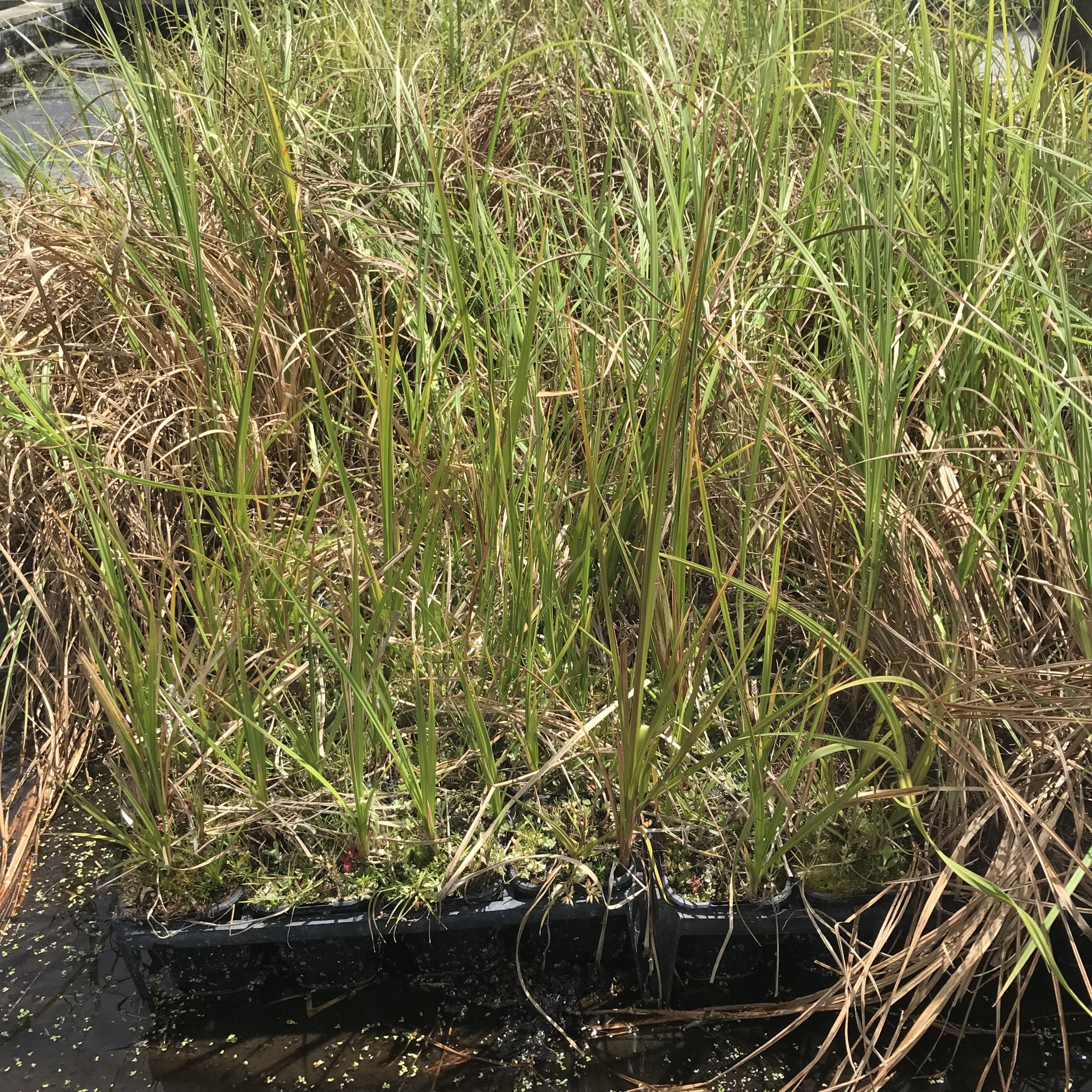 Carex coraicea Carex coraicea