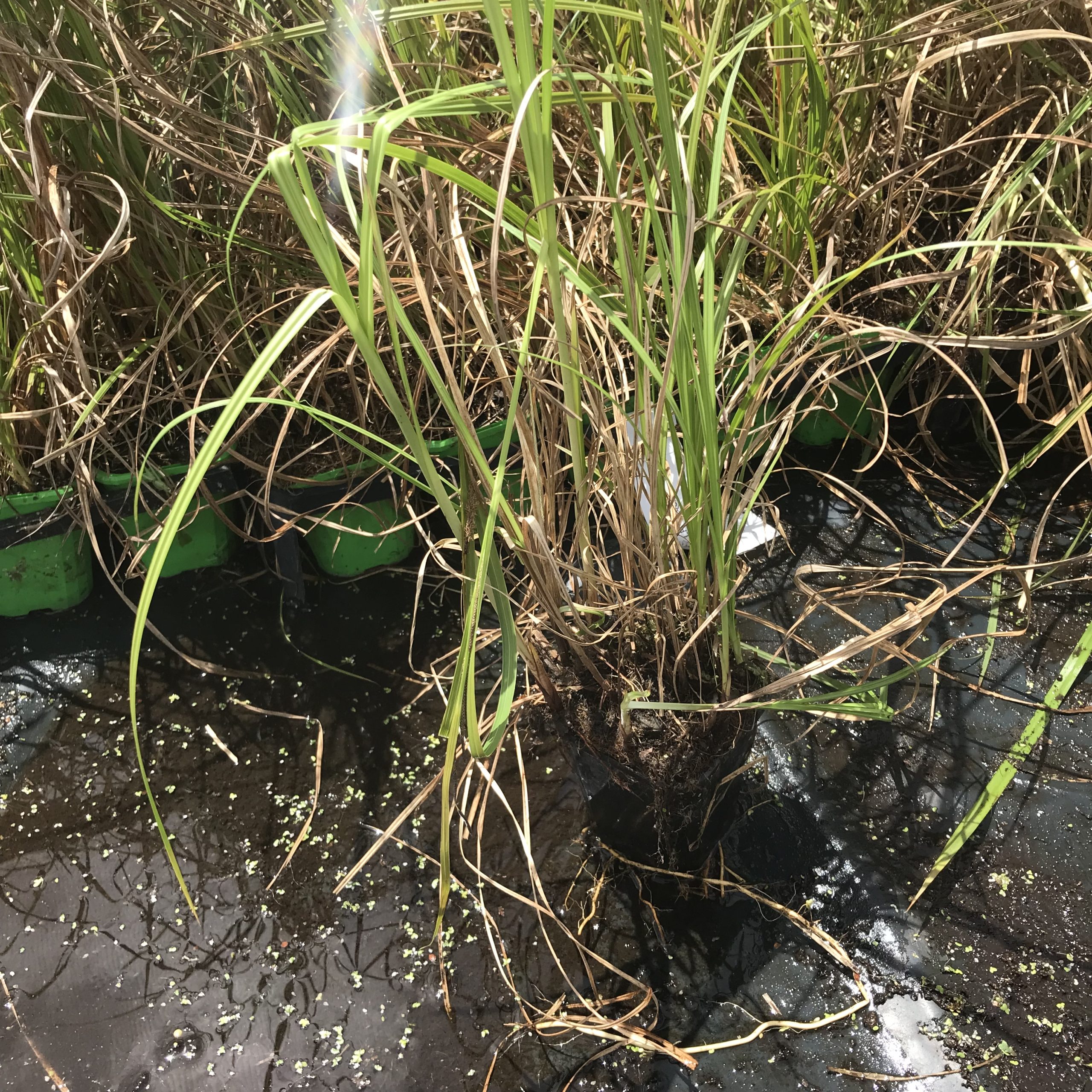 Carex coraicea Carex coraicea