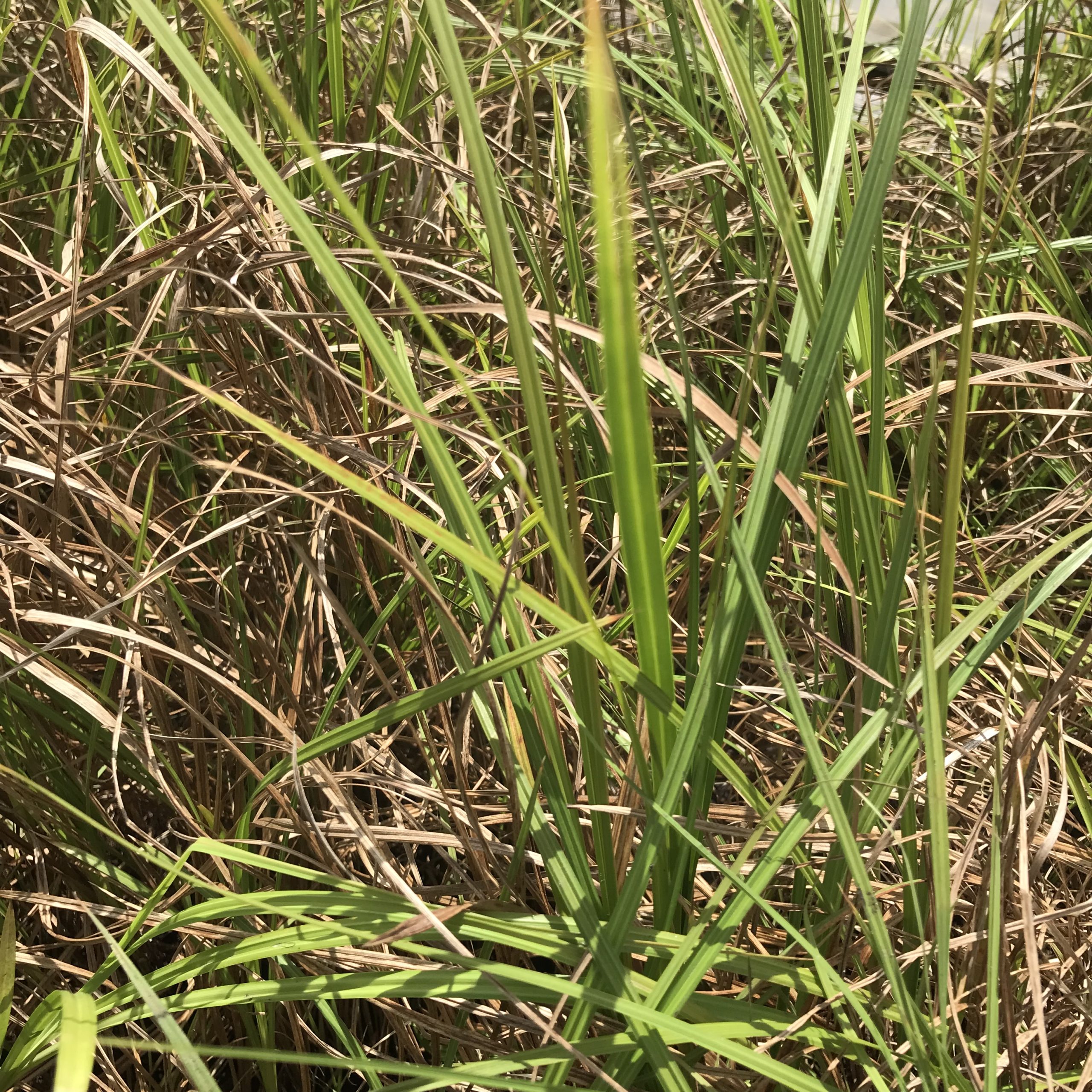 Carex coraicea Carex coraicea