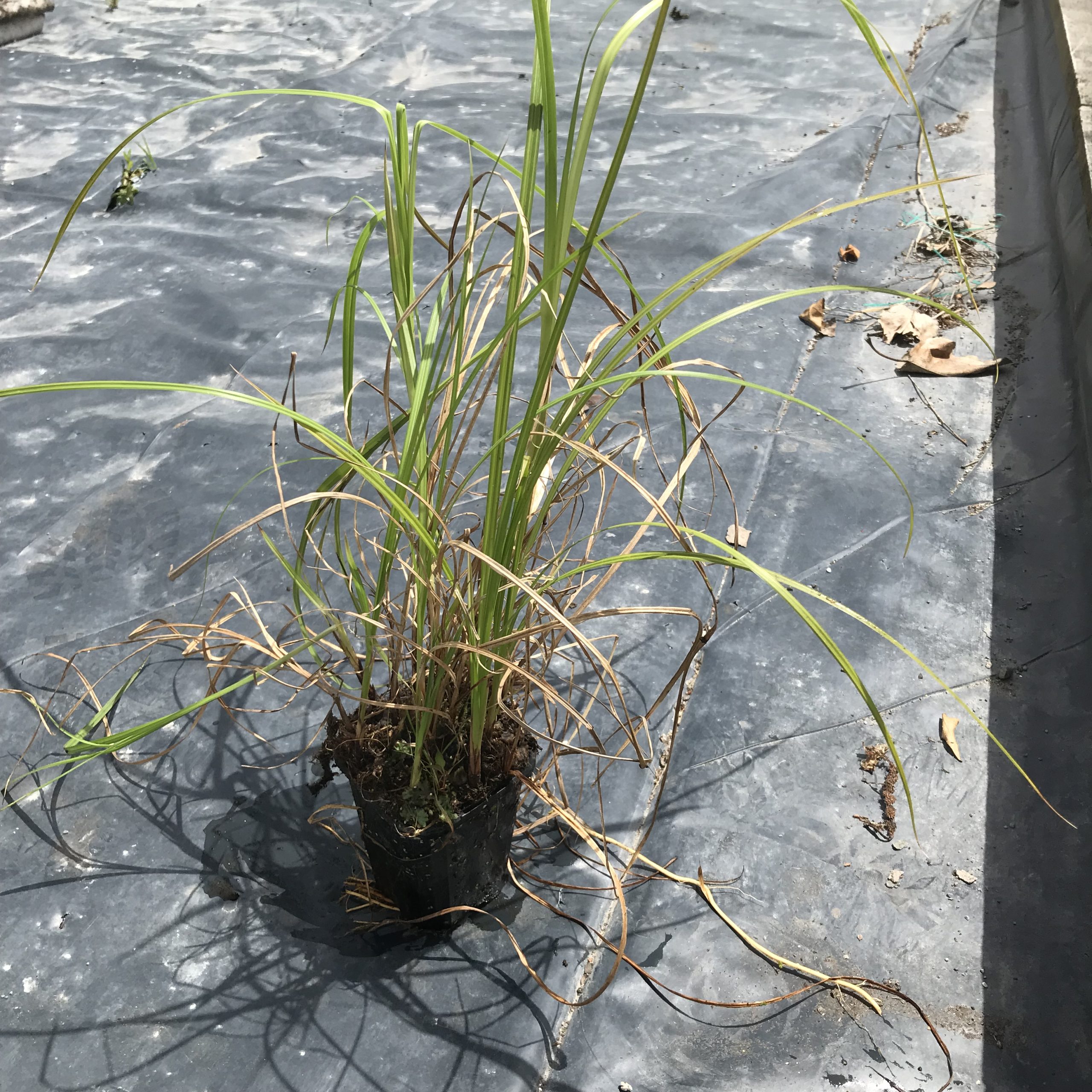 Carex coraicea Carex coraicea