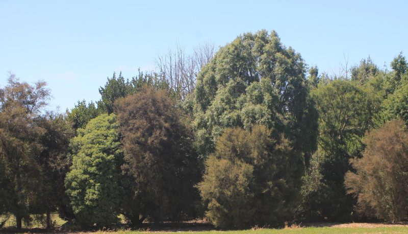 Revegetation native hedgerow