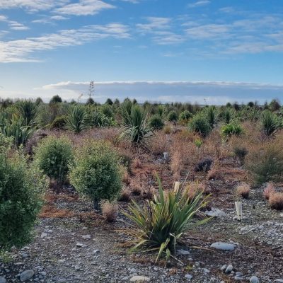 Successful Revegetation Planning